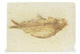 Detailed Fossil Fish (Knightia alta) - Wyoming #373668-1